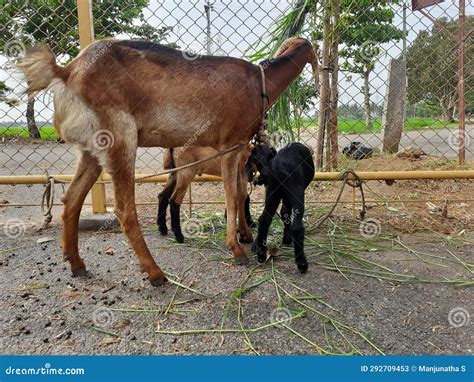  The Three Young Goats : อ่านแล้วหัวเราะ! เรื่องราวของแกะสามตัวและความเฉลียวฉลาดของแม่แกะ